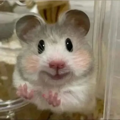 Meme chế chuột hamster bó tay giơ hai chân nhỏ đáng yêu