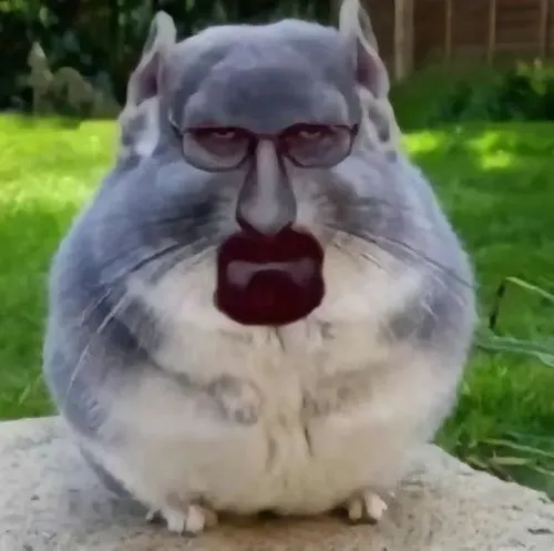 Ảnh vui chuột hamster chu mỏ trông hờn dỗi