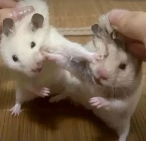 Ảnh meme vui chuột hamster liếc mắt sắc lẹm kiểu nghi ngờ