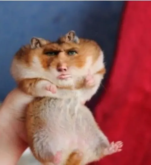 Meme hài chuột hamster buồn ngủ mắt díp đầy ngây thơ