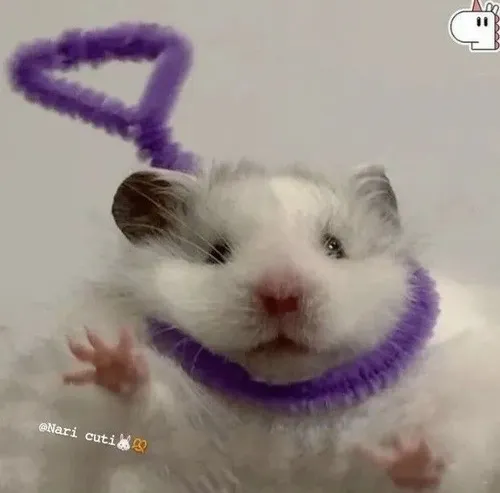 Hình meme hài chuột hamster ôm đầu kiểu thề hết chịu nổi