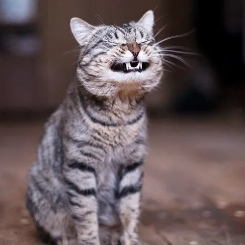 Ảnh vui meme lầy thể hiện vibe hài siêu dễ thương