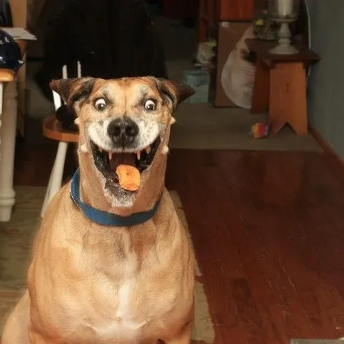 Ảnh chế biểu cảm lố nhẹ gợi tiếng haha sảng khoái