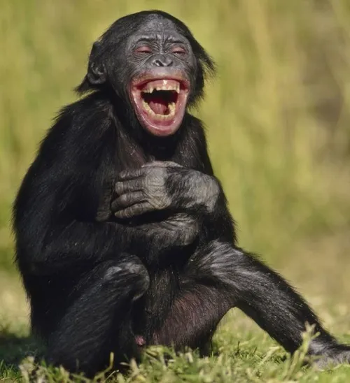 Hình chế meme vui nêu biểu cảm mắt nhắm miệng méo