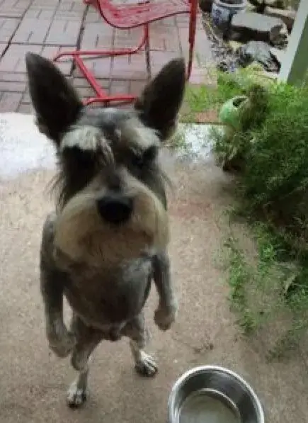 Biểu cảm chú chó giận dữ siêu kịch tính.