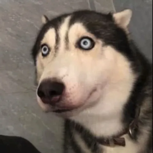 Bộ meme chó Husky ngáo ngơ khiến dân mạng cười xỉu vì biểu cảm quá đà