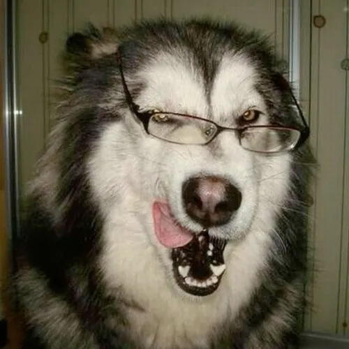 100+ Meme Chó Husky gương mặt ngáo ngơ biểu cảm siêu tấu hài vui nhộn