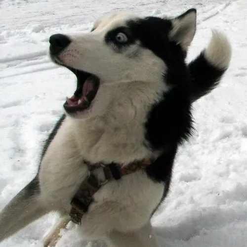 Ảnh chế chó tuyết ngáo mặt nghiêm nhưng caption troll cực mạnh