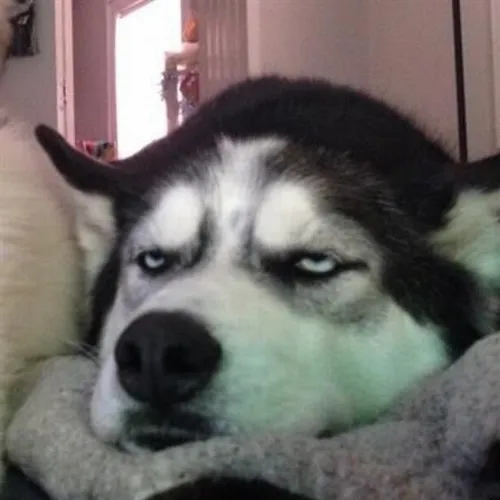 Meme chó Husky biểu cảm thất thần làm netizen cười lăn