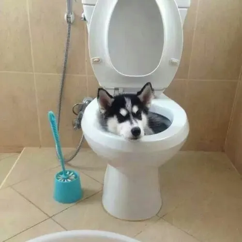 Chùm ảnh meme Husky mặt lạnh nhưng caption bựa khiến ai cũng xỉu