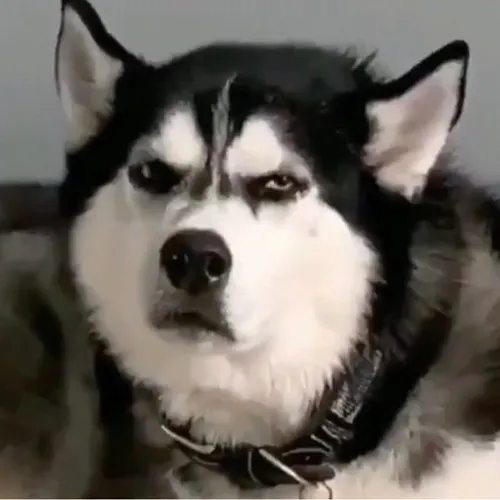 Khi chó Husky hóa “thánh troll”, dân mạng cười nghiêng ngả với ảnh chế bá đạo