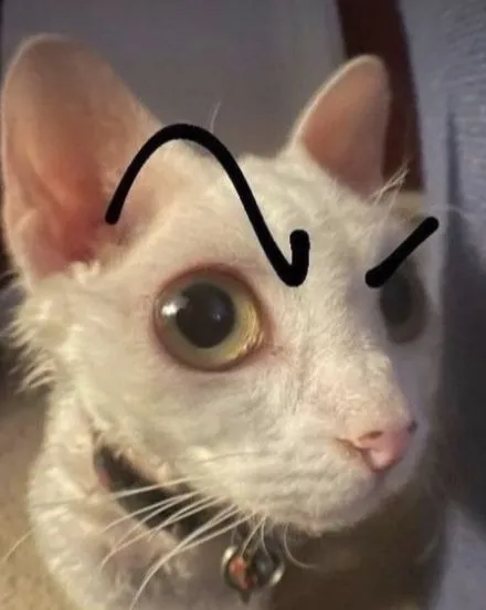 Ảnh chế gương mặt lạnh lùng phản ứng cực hài khi thấy sai