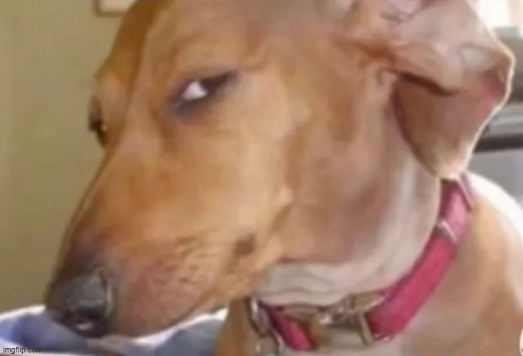 Từ thú cưng đến nhân vật hoạt hình: phiên bản meme ánh mắt phán xét cực vui