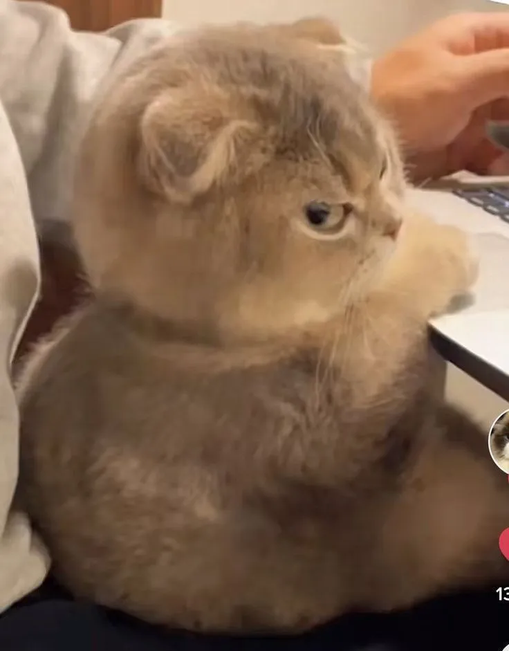 Meme hài gương mặt soi mói được dùng nhiều trên TikTok