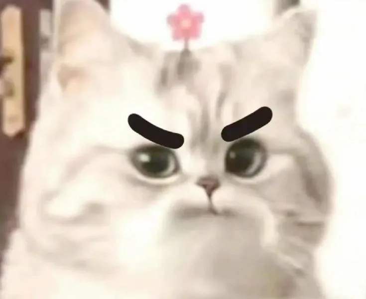 Mèo liếc sắc lạnh như đang chuẩn bị buông lời phán quyết