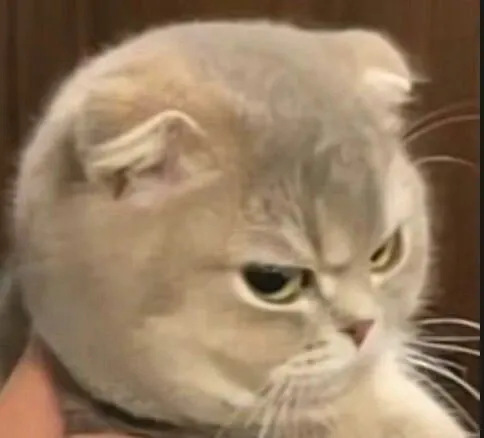 Meme mèo ánh mắt nửa cười nửa khinh cực dễ nhận diện