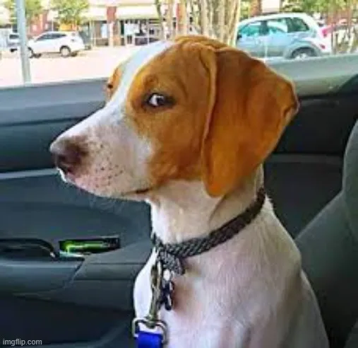 Hình meme châm chọc ánh nhìn “biết tuốt” phản ứng dở khóc dở cười