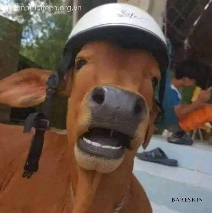 Chú bò đội nón biểu cảm bất ngờ