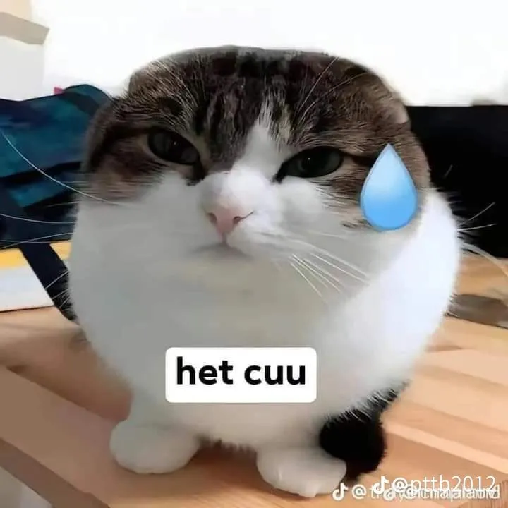 Khuôn mặt mèo nhỏ cam chịu, ánh mắt đầy sự bất lực.