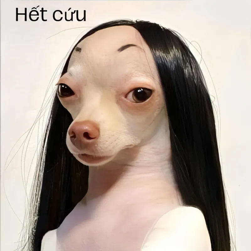 Hình chế chú chó bất lực