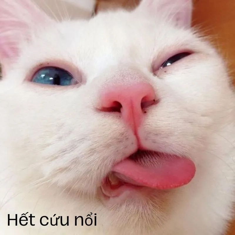 Meme mèo hết cứu với ánh mắt nhìn xa xăm bất lực.