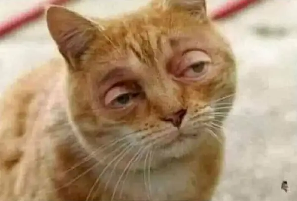 Hình troll mèo ngủ giữa livestream khiến ai cũng sốc