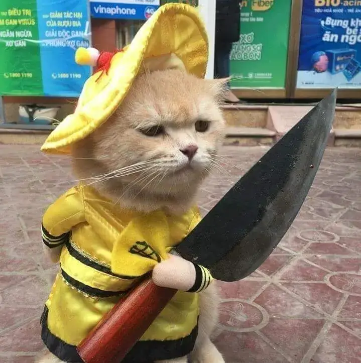 Hình meme mèo cầm dao bầu với ánh mắt buồn.