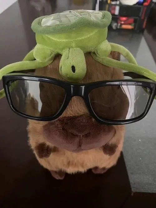 Ảnh hài capybara chu mỏ hôn gió rất dễ thương.