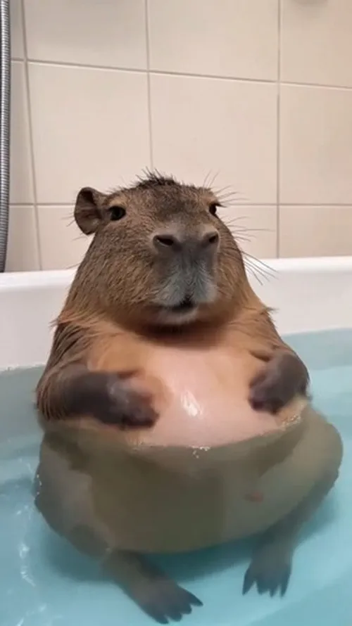 Ảnh troll capybara giật mình khi chim đáp xuống.