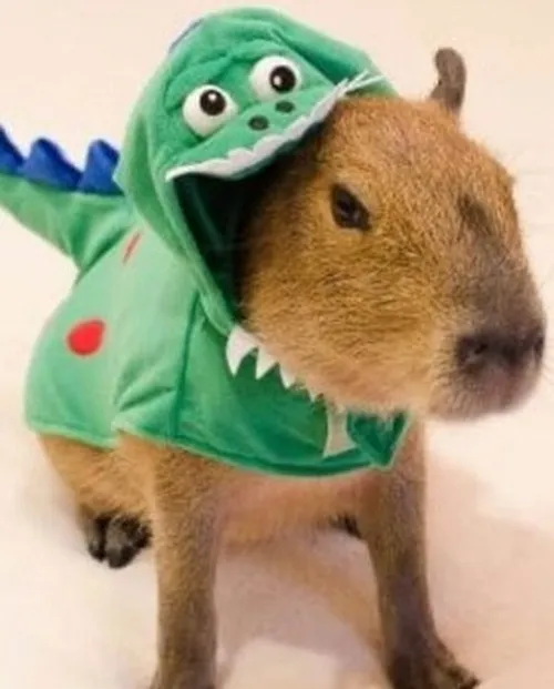 Khoảnh khắc capybara ngồi rúm người mắc cỡ rõ ràng.