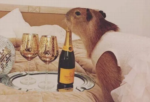 Hình troll capybara nhe răng nhẹ cười nham hiểm.