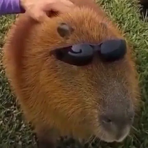 Ảnh meme capybara thở dài dài như hết cứu.