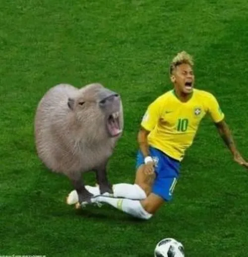 Hình vui capybara nghiêng đầu nhây bựa cực duyên.