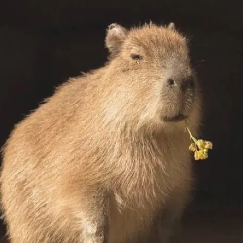 Ảnh troll capybara liếc mắt lạnh tanh xem thường.