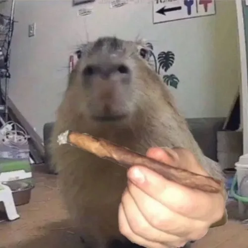 Hình meme capybara mắt long lanh như sắp khóc.