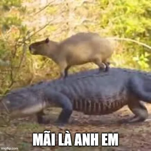 Meme capybara giơ chân like nhẹ kiểu vô tư.