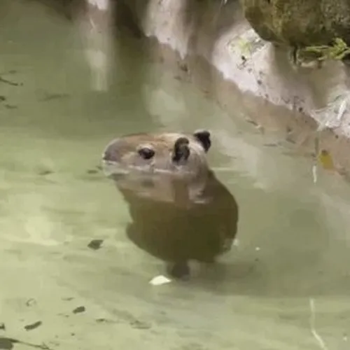 Bộ meme capybara chill đỉnh cho ngày muốn trốn deadline