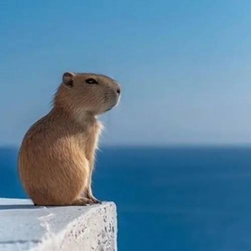 Meme capybara nhìn xa vũ trụ hợp vibe lúc tâm trí lơ lửng