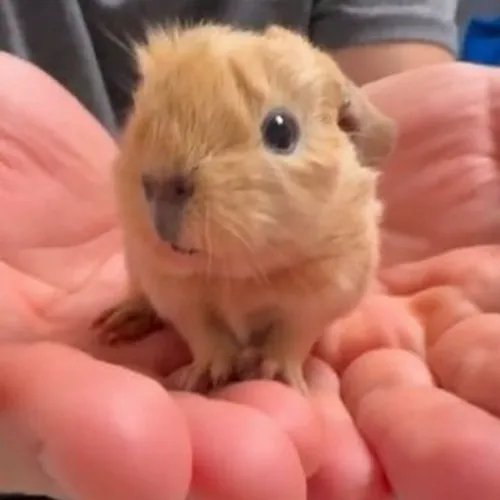 Cuộn ảnh capybara ngồi im tĩnh lặng hợp mood trầm