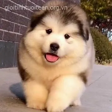 Meme vui chó con cười toe nhìn chủ bằng ánh mắt tình cảm