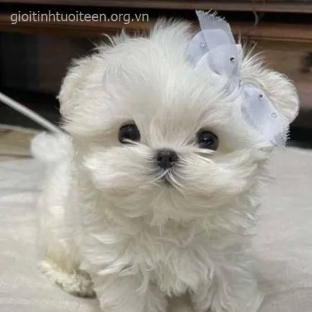 Meme hài chó con ngáp dài nhìn vừa buồn ngủ vừa ngáo