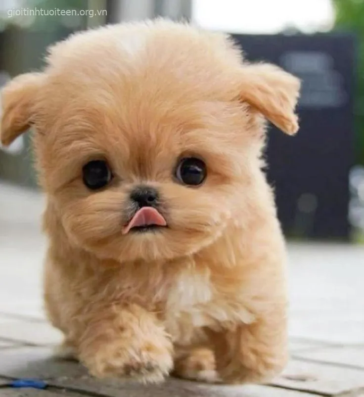 Hình chế chó nhỏ nằm cạnh mèo nhìn hòa bình ghê