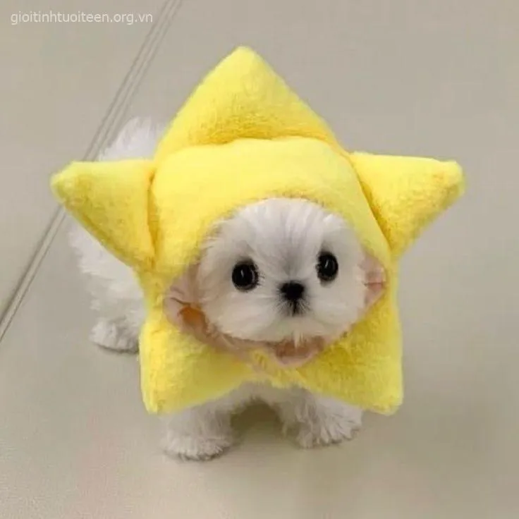 Meme troll chó con ngồi nghiêng đầu kiểu suy tư nhẹ