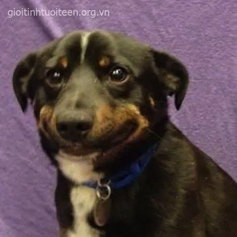 Hình vui boss nhỏ nằm phè cười mím môi siêu duyên