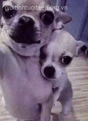 Ảnh chế chó con chạy lon ton nhìn ngộ nghĩnh cực kỳ