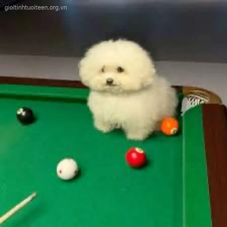 Meme chế chó con ngủ gật trên bàn nhìn mệt mà cute