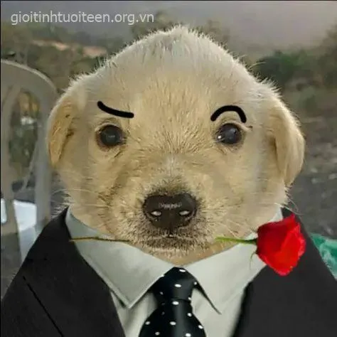 Meme hài chó con vẫy chân chào nhìn hiền và vui ghê