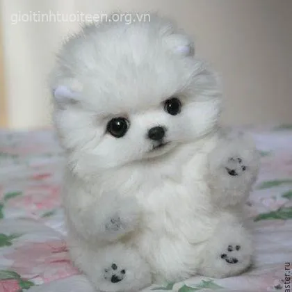 Meme chế chó con mắt tròn xoe nhìn ngây thơ khiến ai cũng cưng