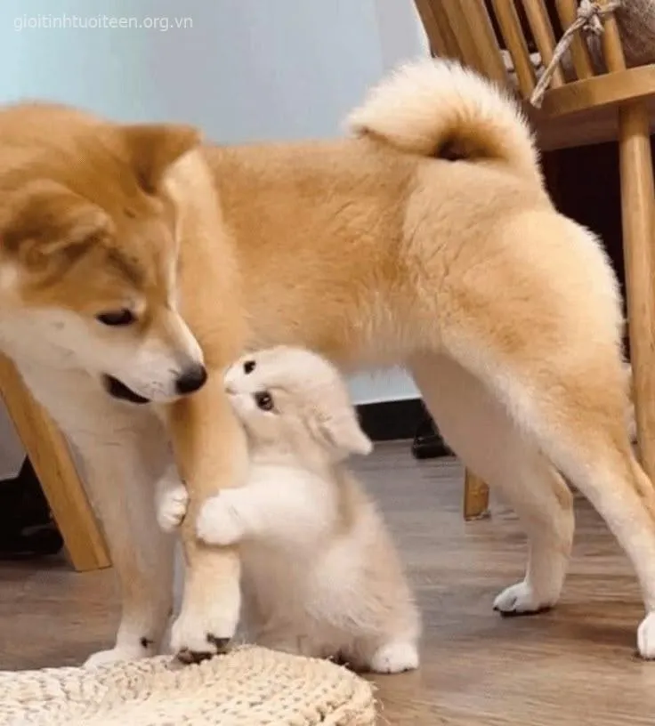 Meme chế chó con gác cằm lên chân chủ nhìn cưng phát khóc