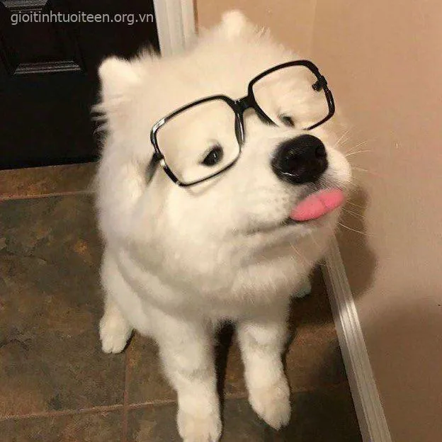 Meme chó con Poodle vui nhộn chạy vòng vòng khắp nhà.